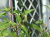 DSCF3674-1.JPG